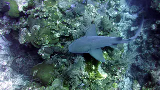 Underwater photograph by Joel Bergsma
