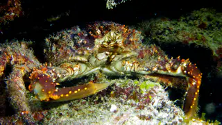 Underwater photograph by Joel Bergsma