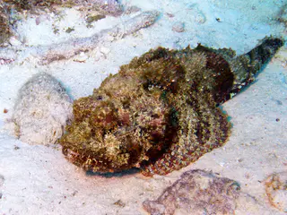 Underwater photograph by Joel Bergsma