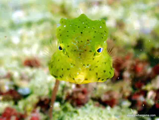 Underwater photograph by Joel Bergsma
