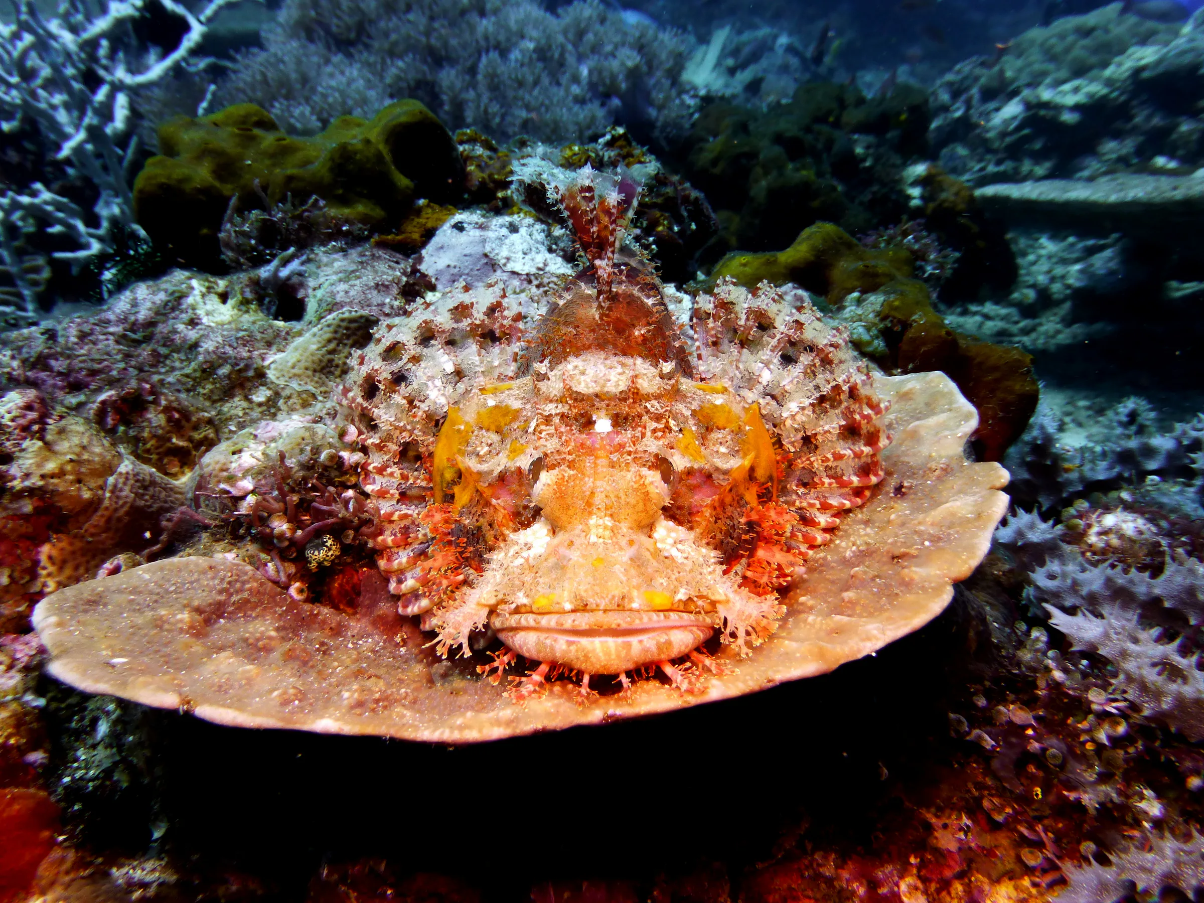 Scorpionfish, Philippines, 2014