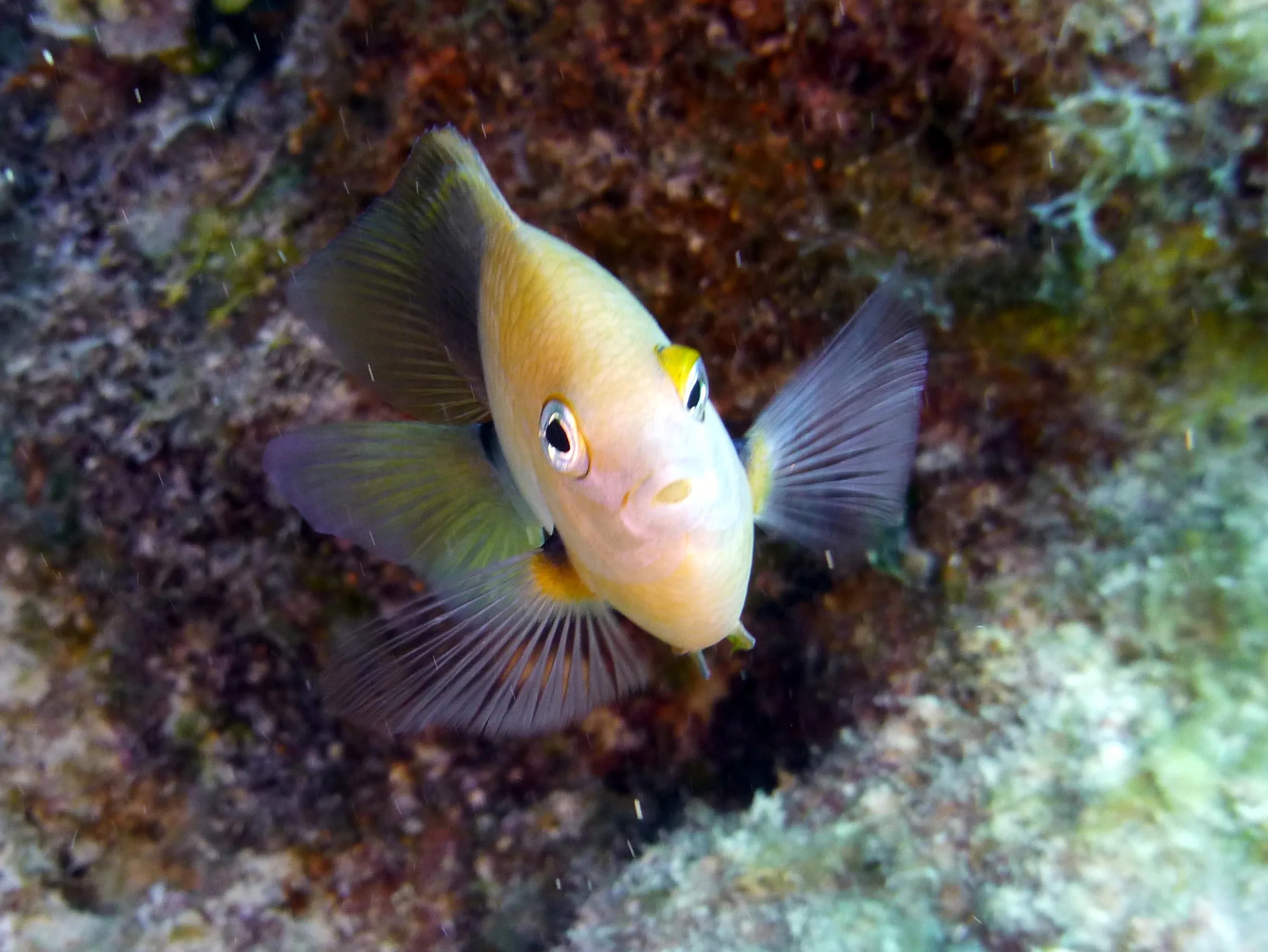 Beaugregory Damselfish, Belize, 2017