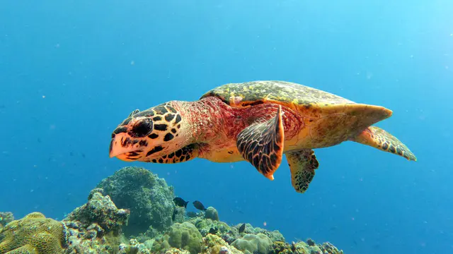 Underwater photograph by Joel Bergsma