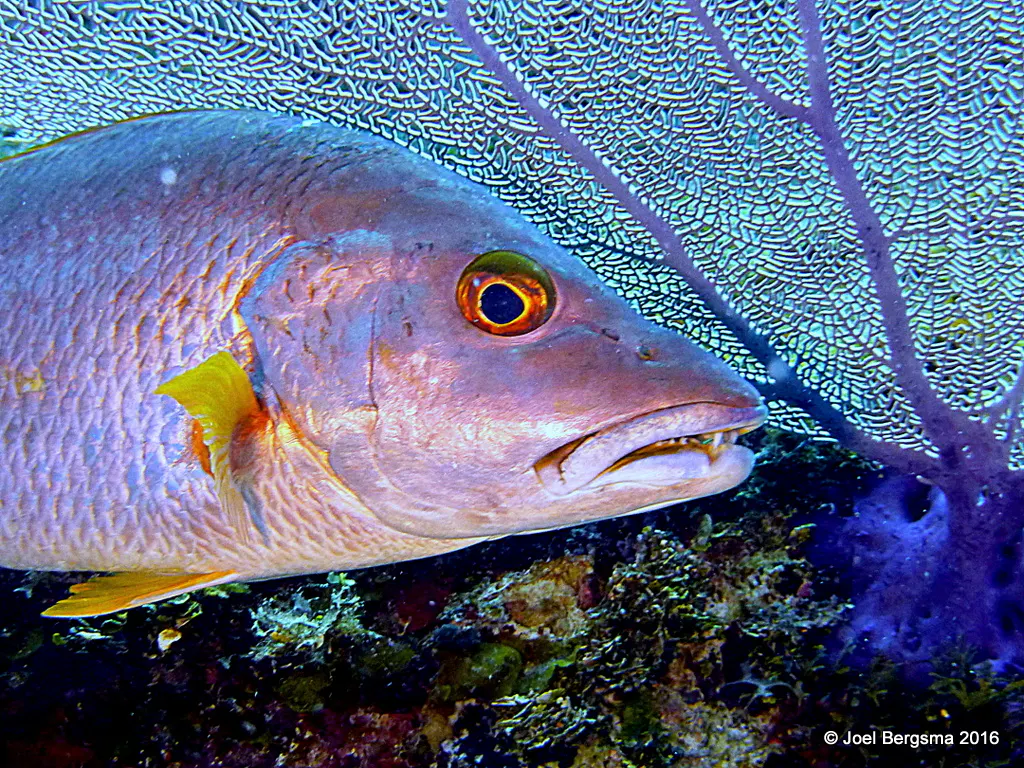 Schoolmaster Snapper, Cayman Islands, 2016