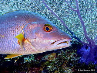 Underwater photograph by Joel Bergsma