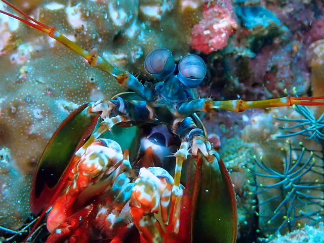 Underwater photograph by Joel Bergsma
