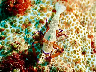 Underwater photograph by Joel Bergsma