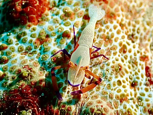 Underwater photograph by Joel Bergsma