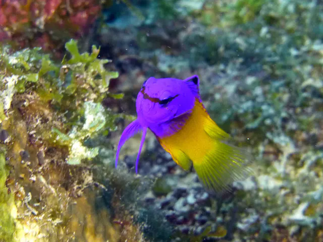 Underwater photograph by Joel Bergsma