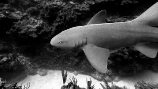 Underwater photograph by Joel Bergsma