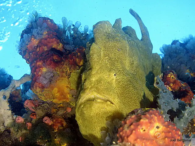 Underwater photograph by Joel Bergsma