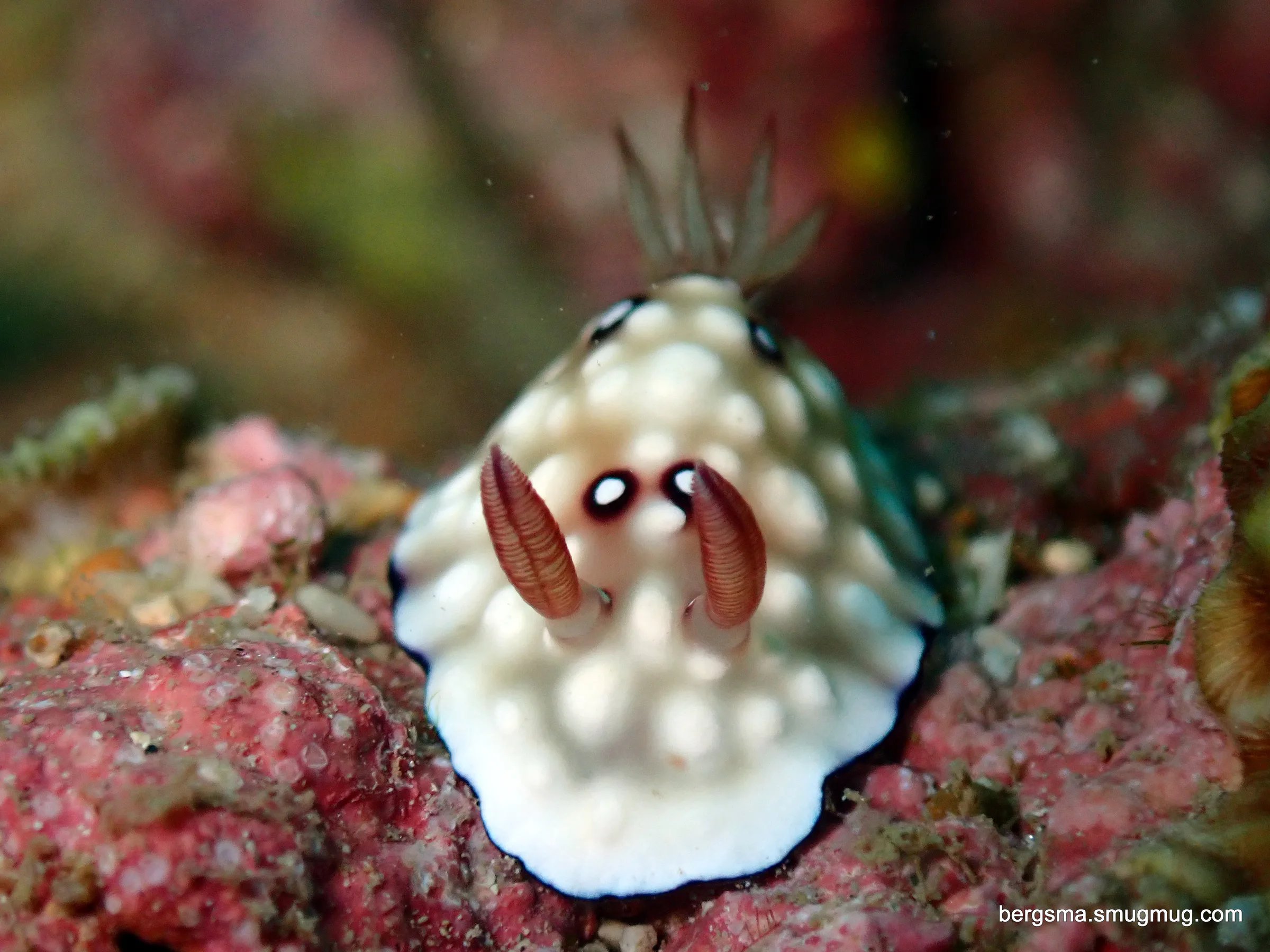 Philippines underwater photograph, 2022