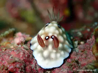 Underwater photograph by Joel Bergsma