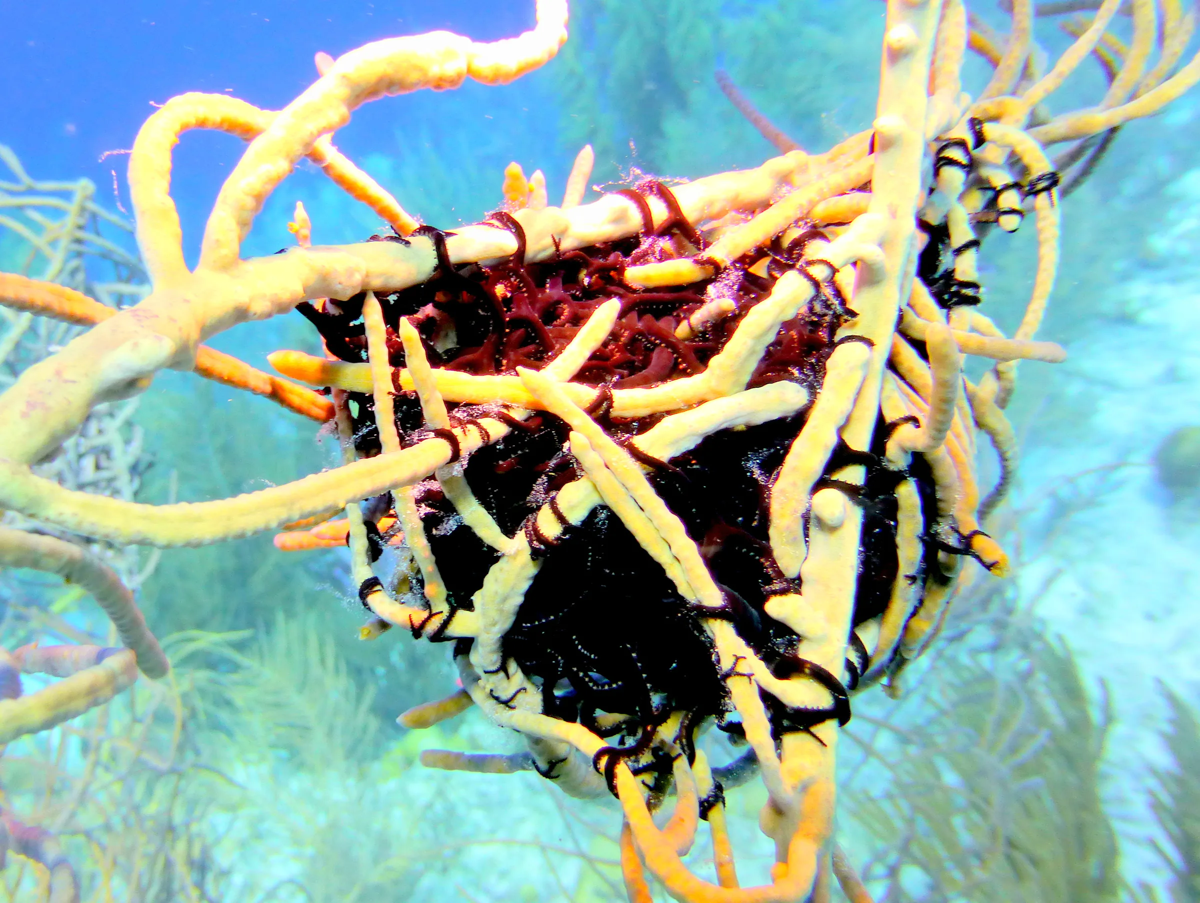 Worm, Bonaire, 2013