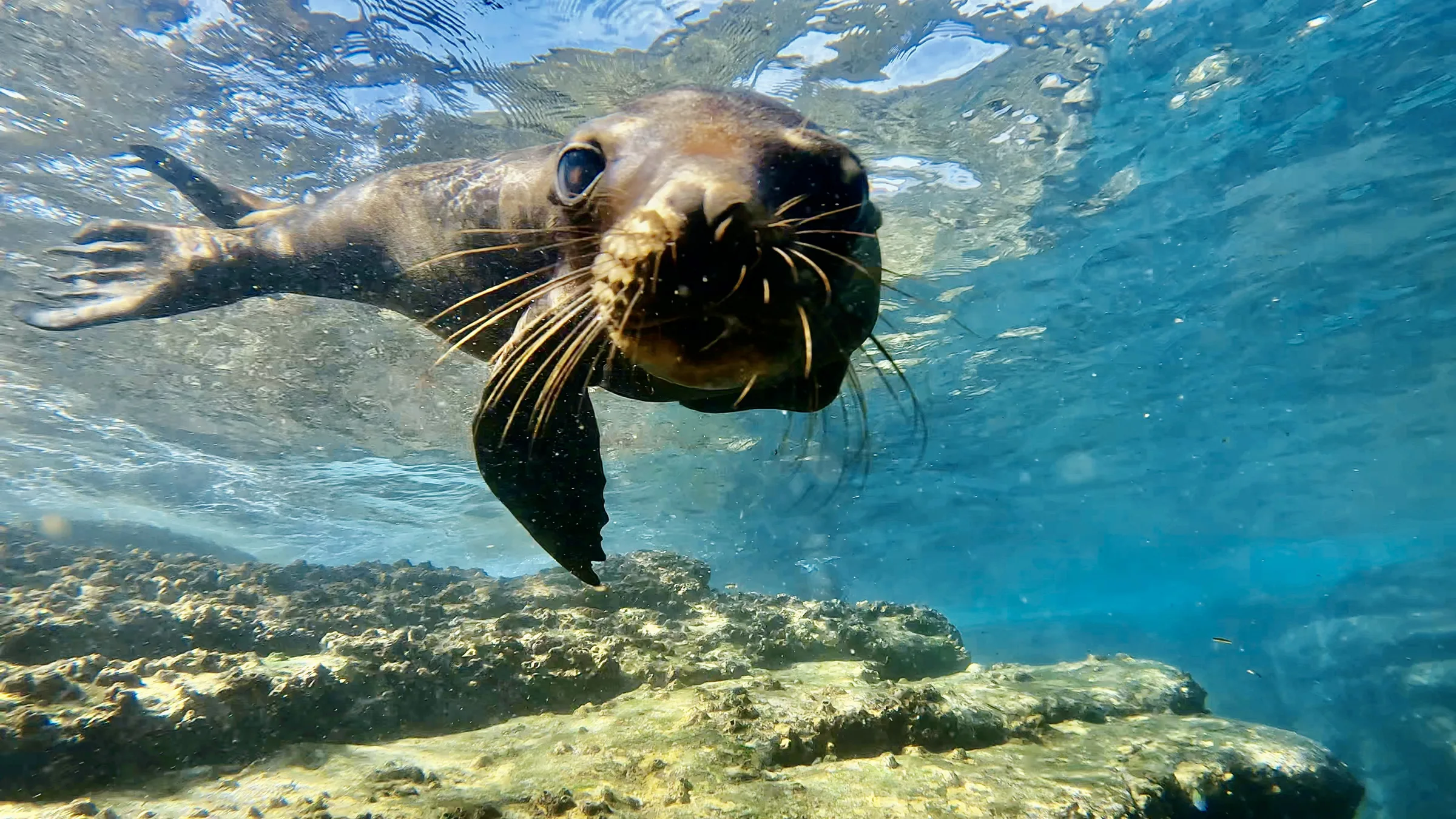 Sea of Cortez underwater photograph, 2023
