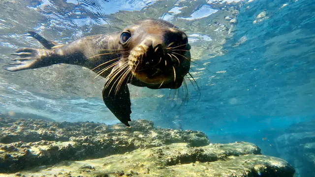 Underwater photograph by Joel Bergsma