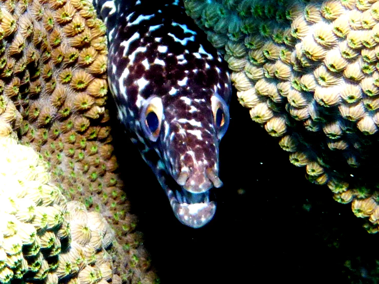 Spotted Moray Eel, Bonaire, 2013