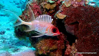 Underwater photograph by Joel Bergsma
