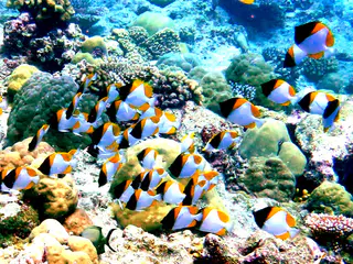 Underwater photograph by Joel Bergsma