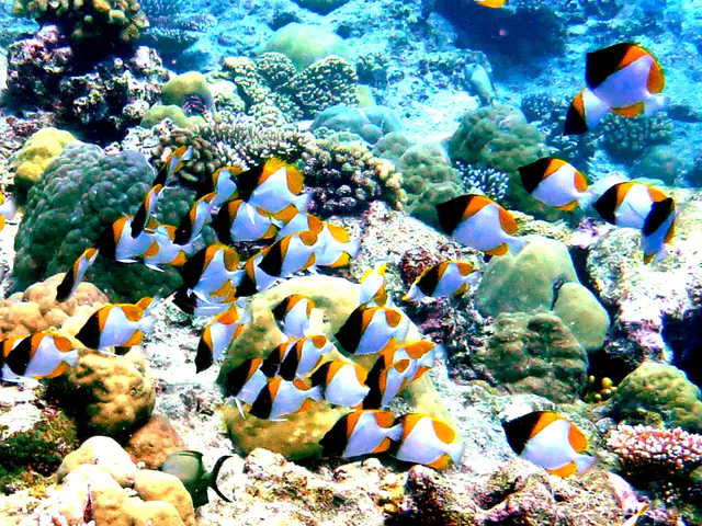 Underwater photograph by Joel Bergsma