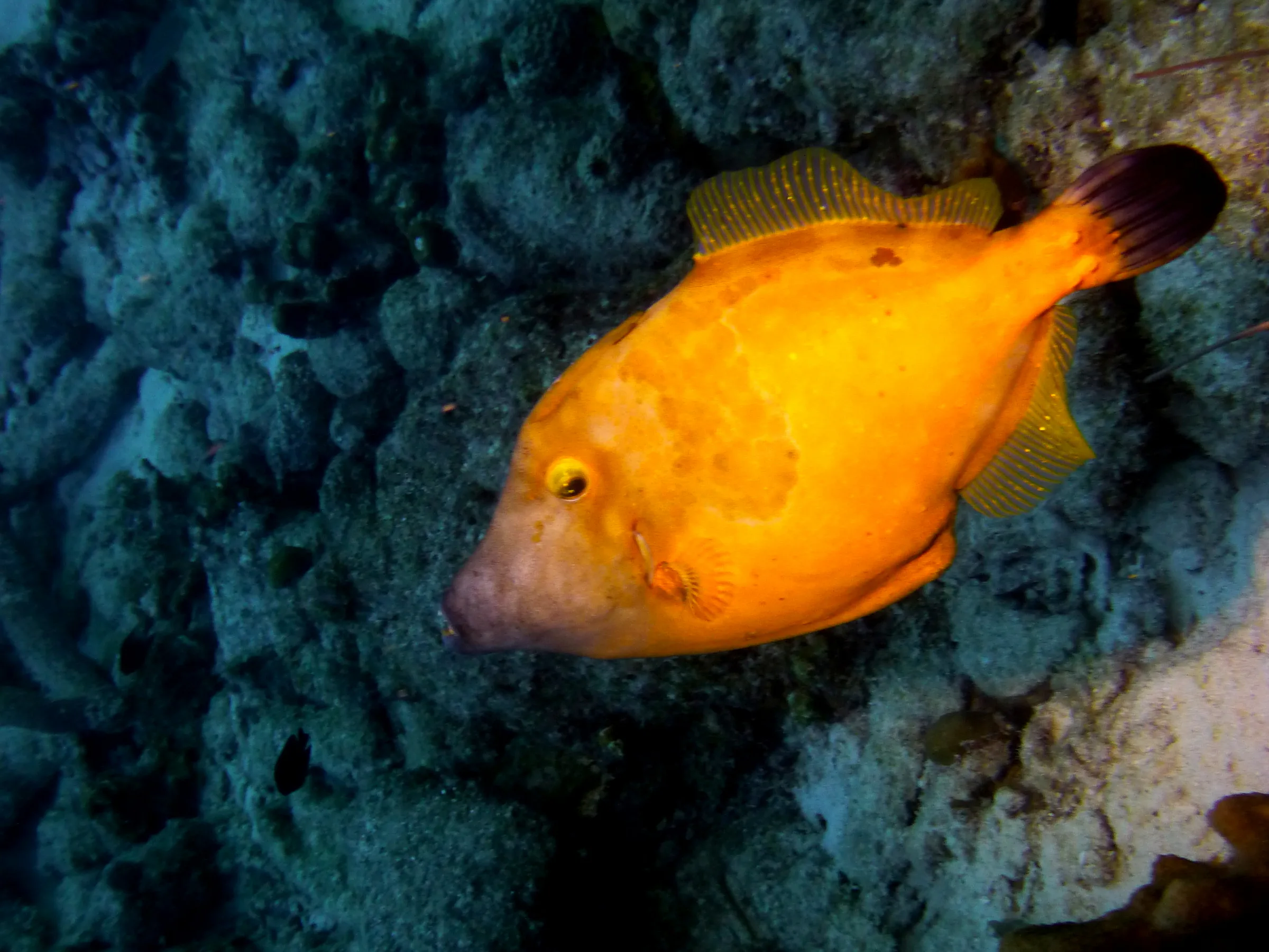 Filefish, Bonaire, 2013