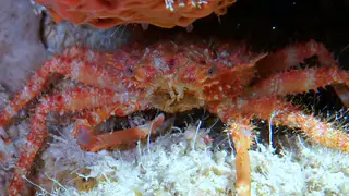 Underwater photograph by Joel Bergsma