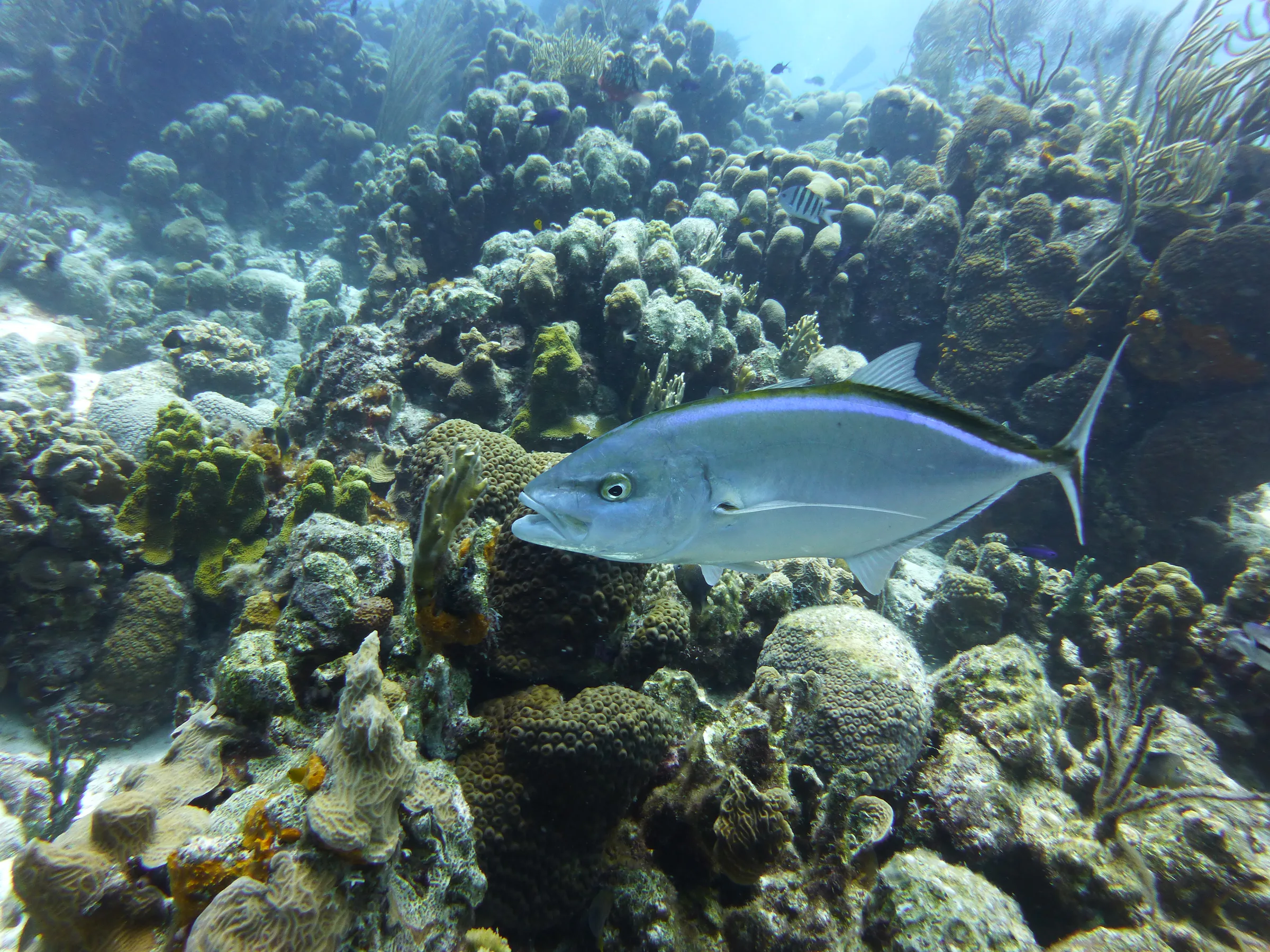 Jack, Bonaire, 2013