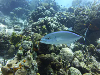 Underwater photograph by Joel Bergsma