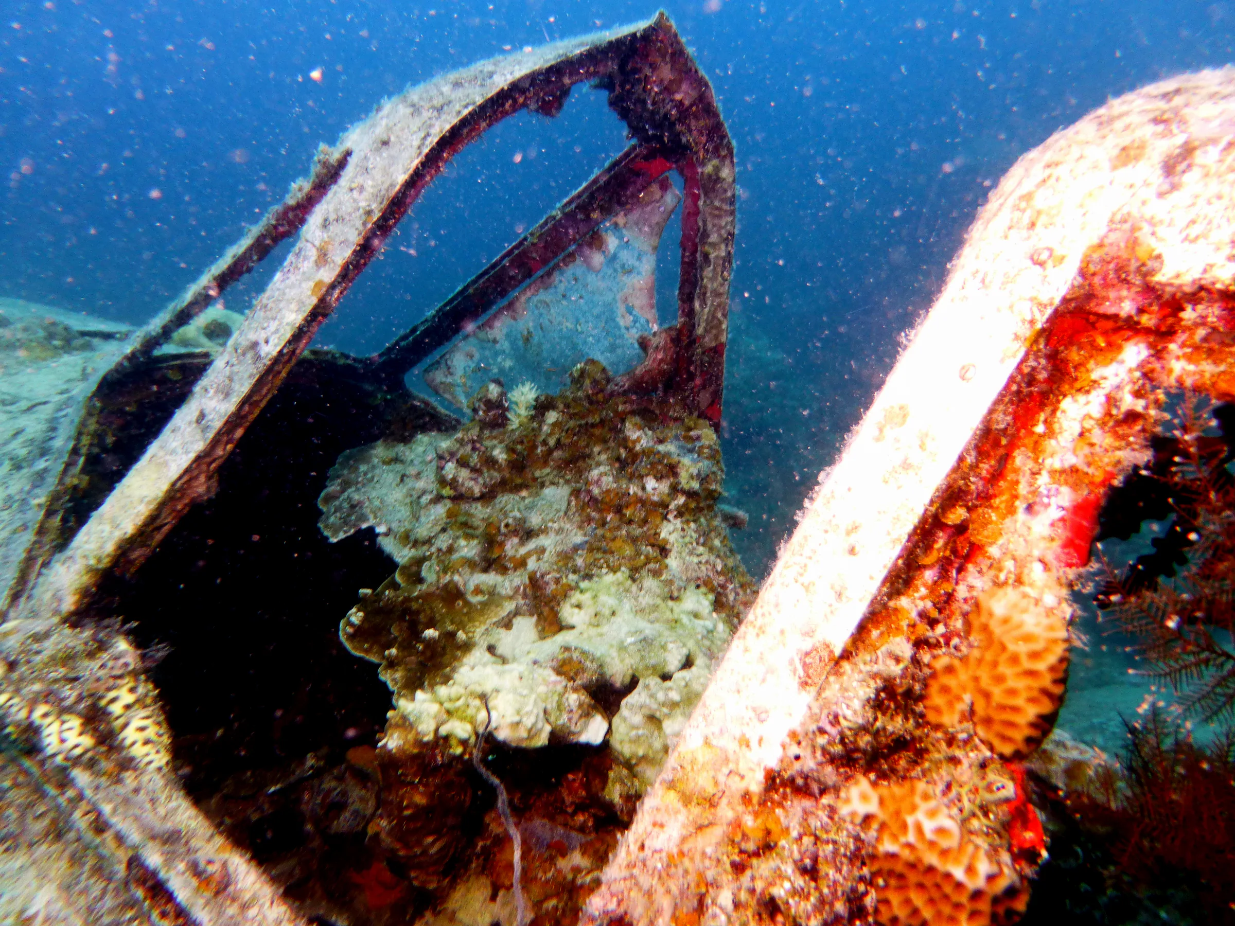 Palau underwater photograph, 2013