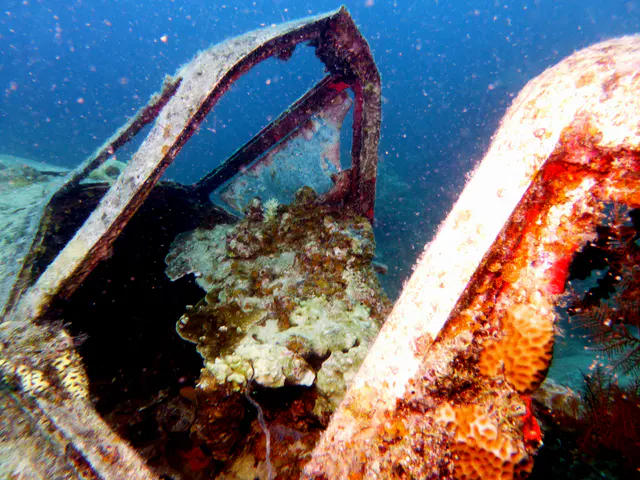 Underwater photograph by Joel Bergsma