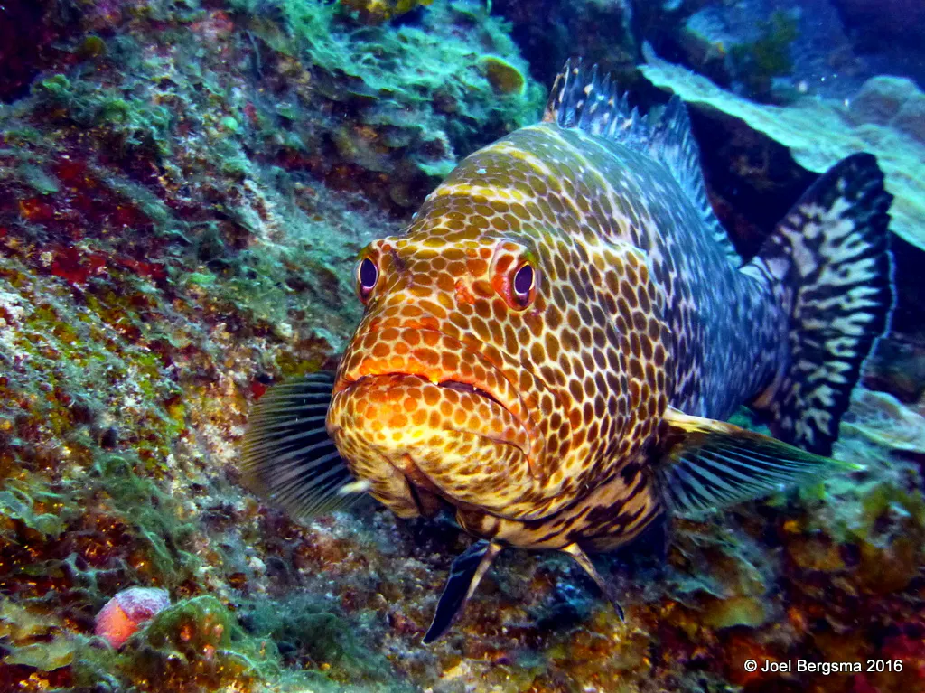 Grouper, Cayman Islands, 2016