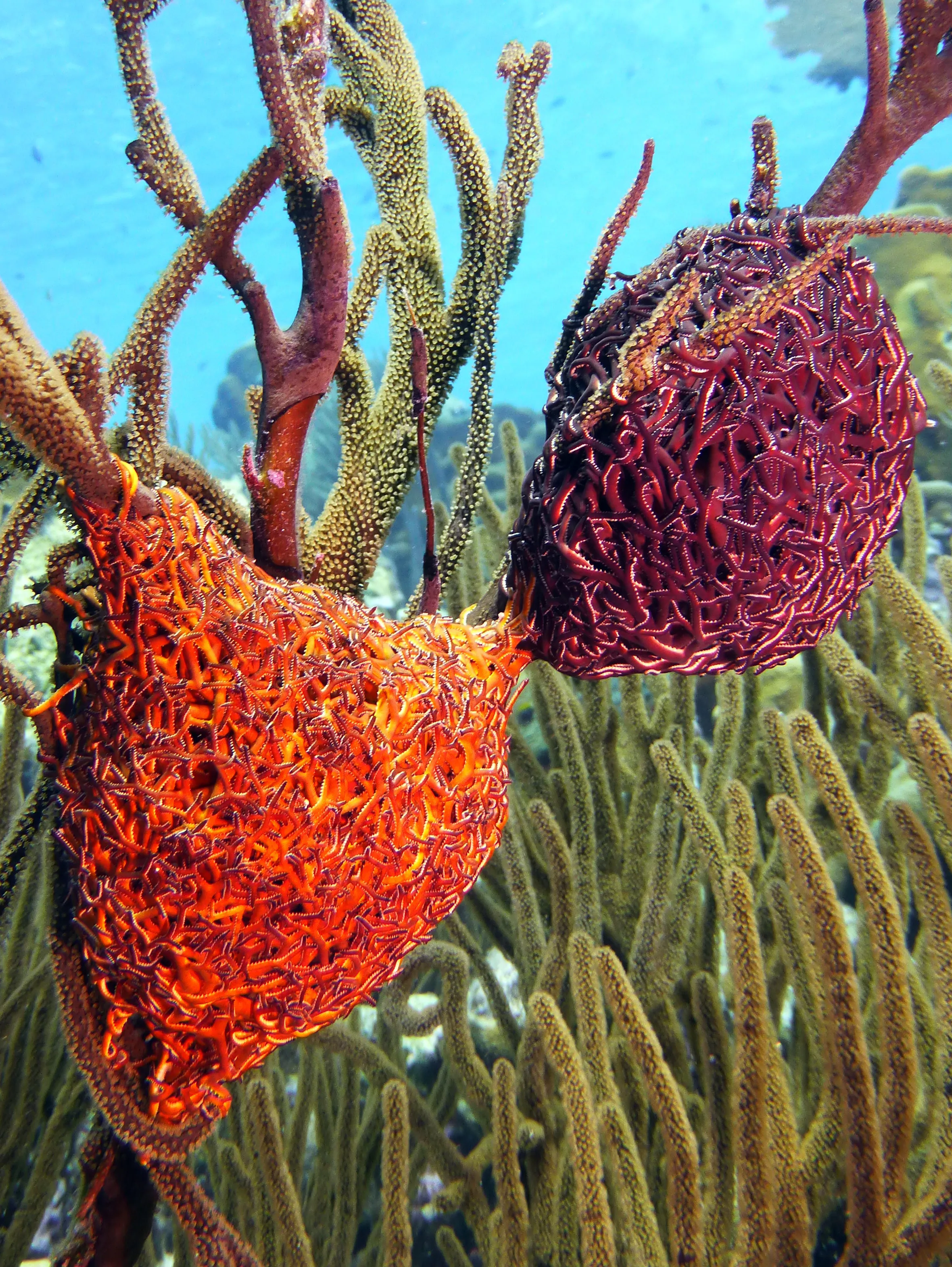Worm, Bonaire, 2013