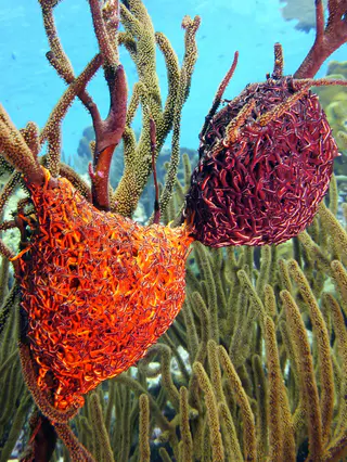 Underwater photograph by Joel Bergsma