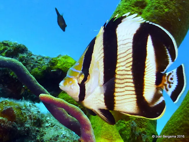 Underwater photograph by Joel Bergsma