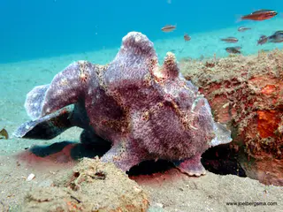 Underwater photograph by Joel Bergsma