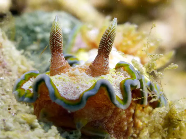 Underwater photograph by Joel Bergsma