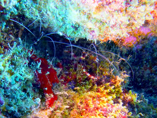 Underwater photograph by Joel Bergsma