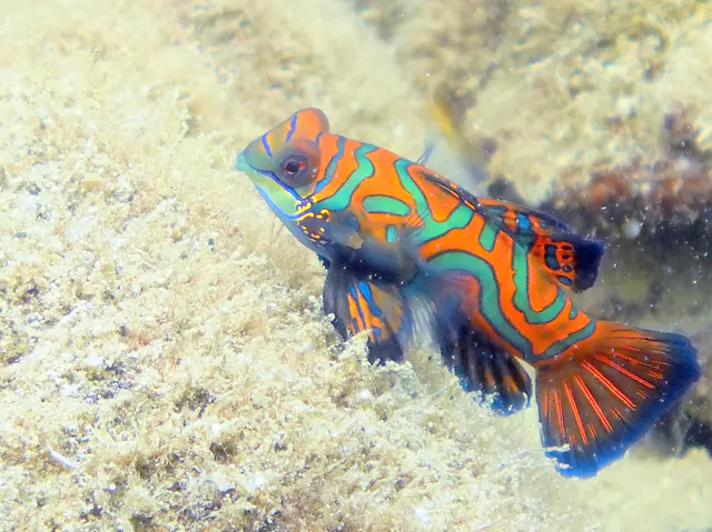 Mandarinfish. See Gerald Allen, et al, Reef Fish Identification - Tropical Pacific (2003) at page 289.