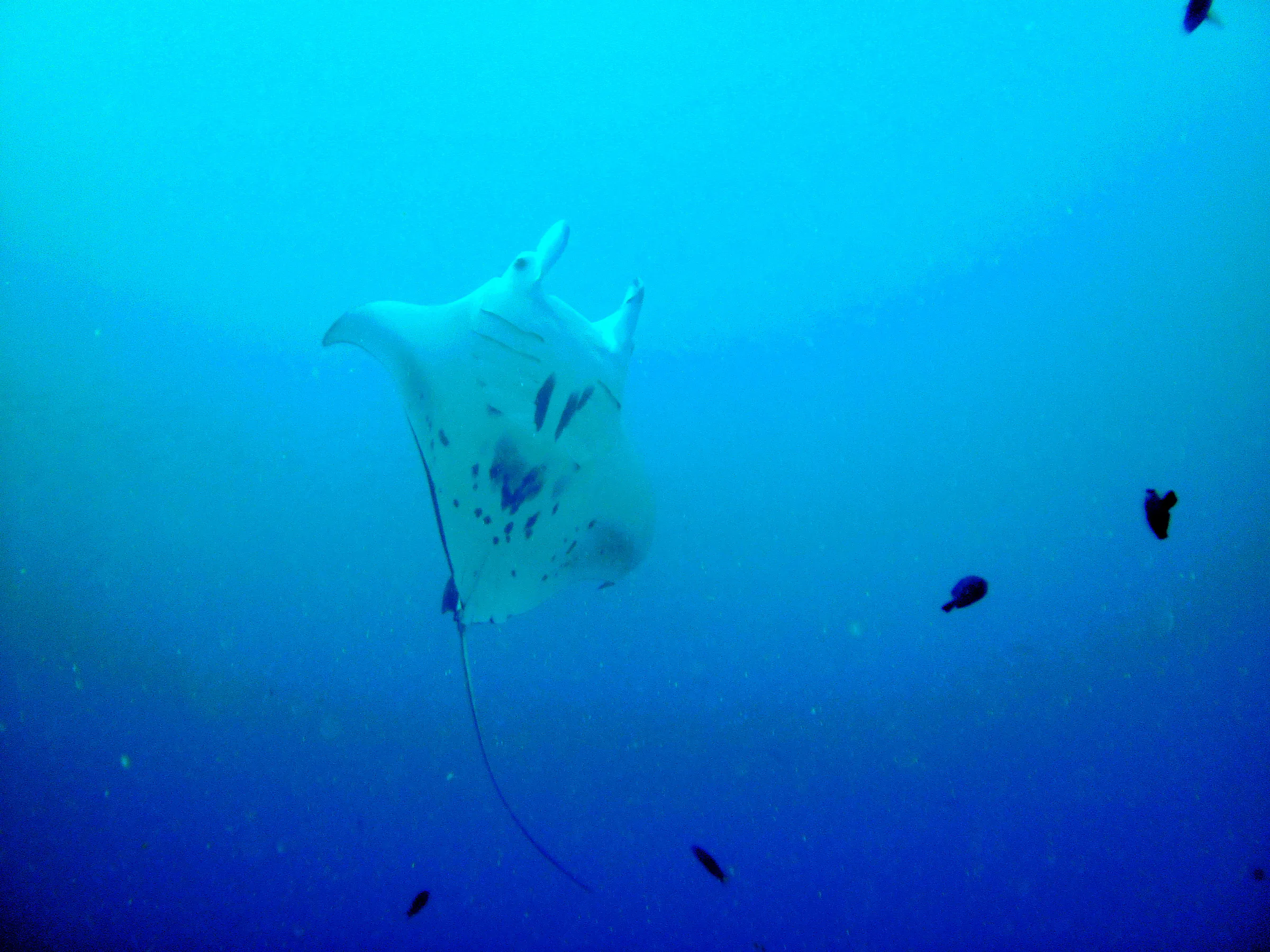 A black manta ray with white underbelly rises above the coral balmy cleaning station at the mouth of the German Channel, Palau. 2011-01-15.