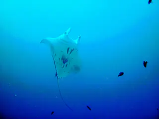A black manta ray with white underbelly rises above the coral balmy cleaning station at the mouth of the German Channel, Palau.    2011-01-15.
