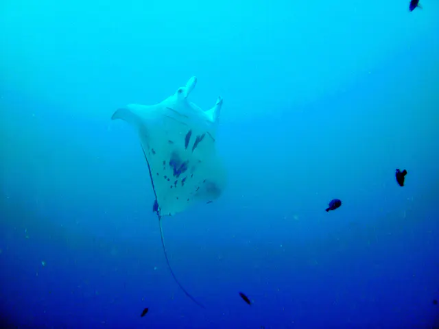 A black manta ray with white underbelly rises above the coral balmy cleaning station at the mouth of the German Channel, Palau.    2011-01-15.