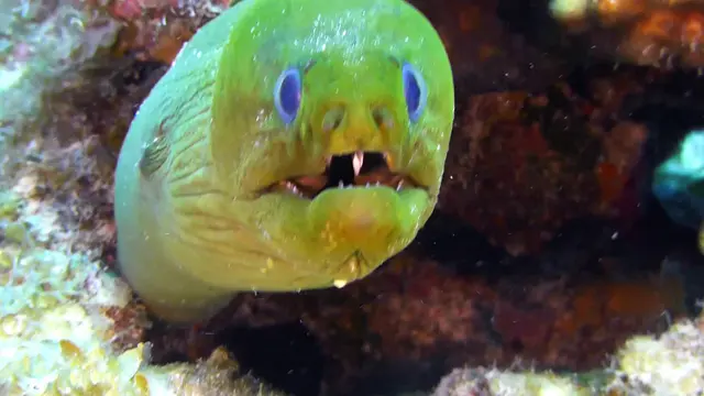 Green Moray Eel