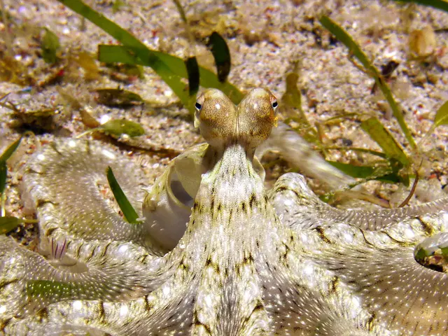 Underwater photograph by Joel Bergsma