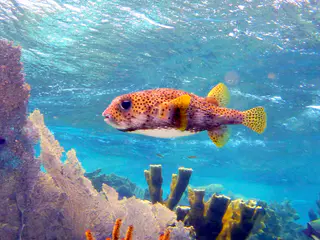 Underwater photograph by Joel Bergsma