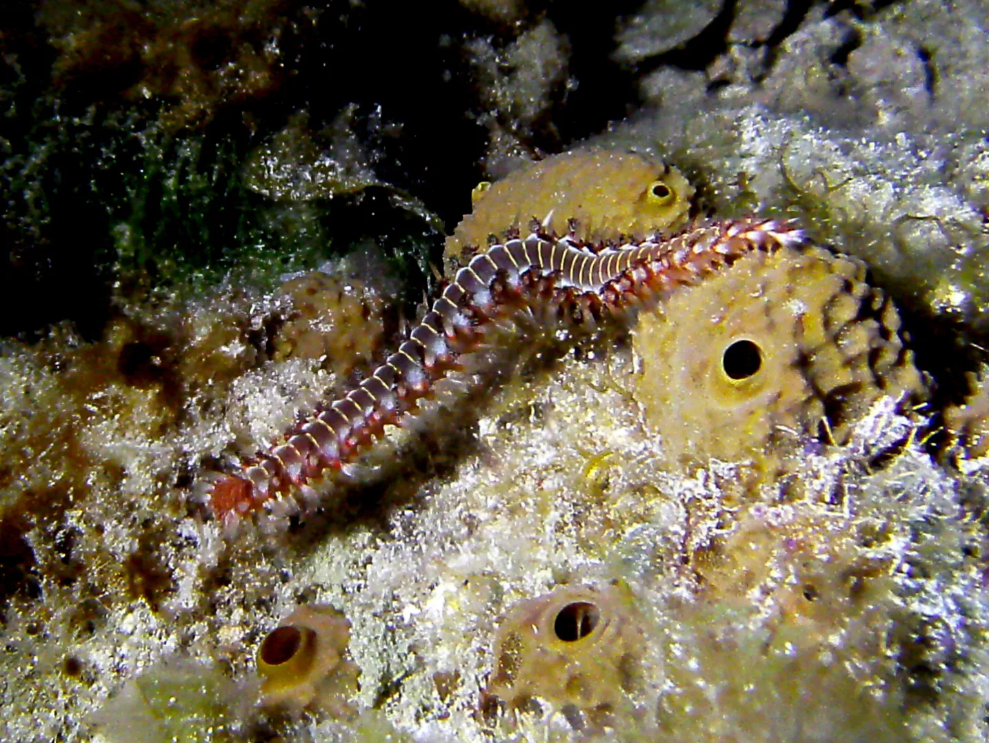 Bristle Worm (If you touch it, you will experience major pain!)