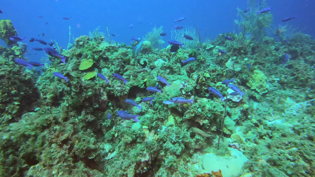 Creole Wrasse