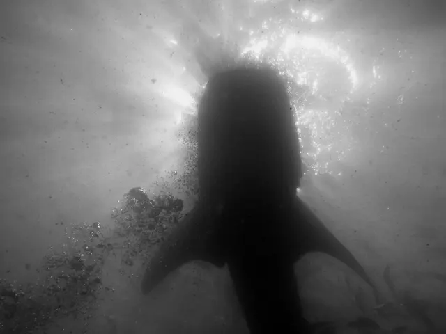 Underwater photograph by Joel Bergsma