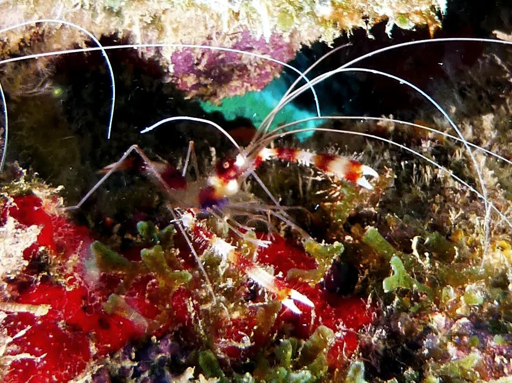 Shrimp, Bonaire, 2013