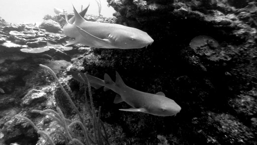 Nurse Sharks