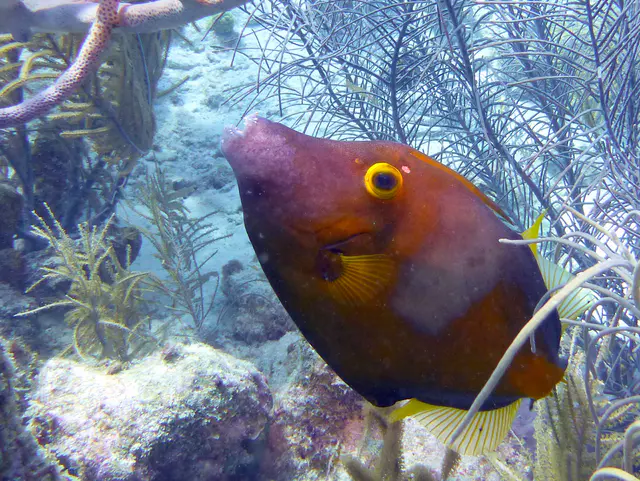 Underwater photograph by Joel Bergsma